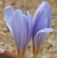 Crocus speciosus subsp. xantholaimos