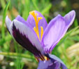 Crocus 'Spring Beauty'