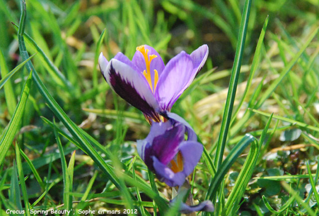 Crocus 'Spring Beauty'