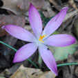 Crocus taommsinianus var. roseus