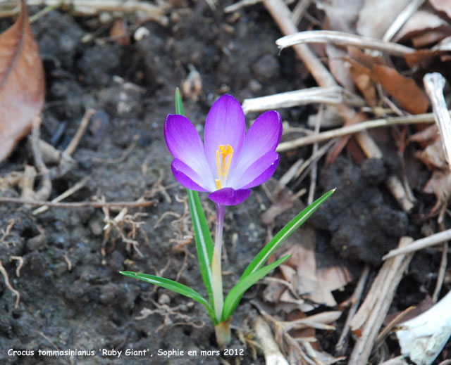 Crocus tommasinianus 'Ruby Giant'