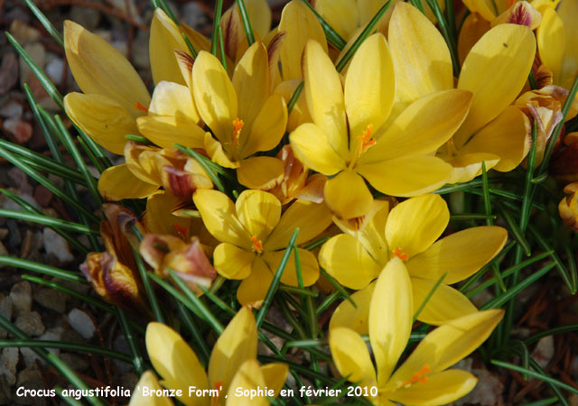 Crocus angustifolius 'Bronze Form'