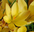 Crocus angustifolius 'Bronze Form'