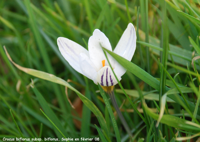 Crocus biflorus subsp. biflorus