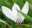 Crocus biflorus subsp. biflorus