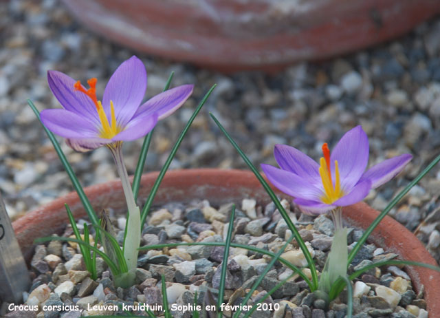 Crocus corsicus