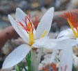 Crocus fleischeri