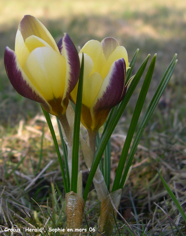 Crocus 'Herald'