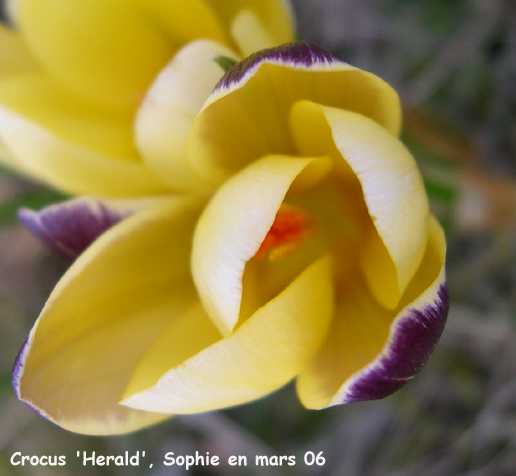 Crocus 'Herald'