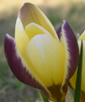 Crocus 'Herald'