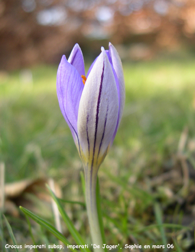 Crocus subsp. imperati 'De Jaeger'