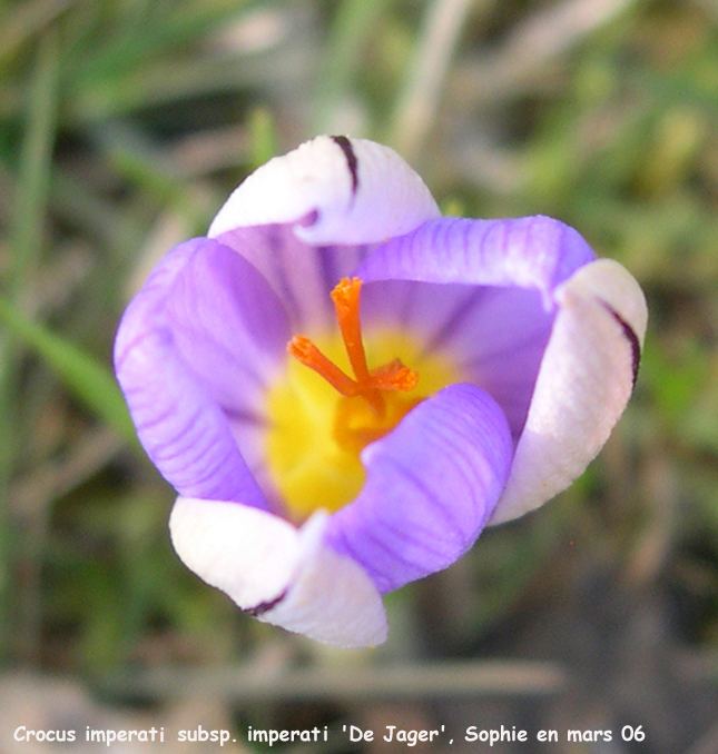 Crocus imperati subsp. imperati 'De Jaeger'