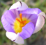 Crocus imperati subsp; imperati 'De Jaeger'