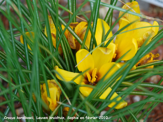 Crocus korolkowii