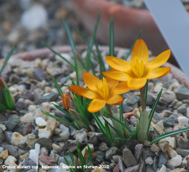 Crocus olivieri subsp. balansae