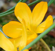 Crocus olivieri