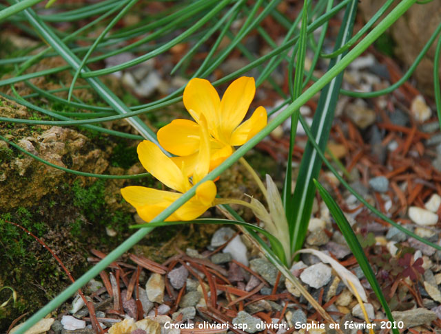 Crocus olivieri