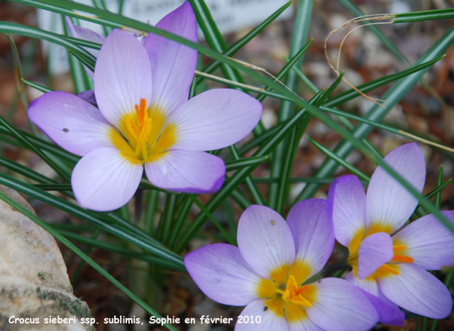 Crocus sieberi subsp. sublimis