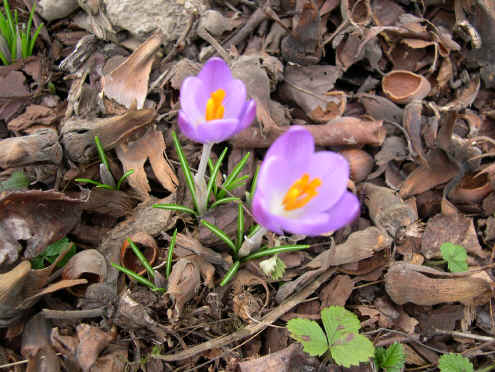 Crocus tommasinianus