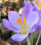 Crocus tommasinianus