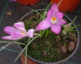 Crocus tommasinianus var. roseus