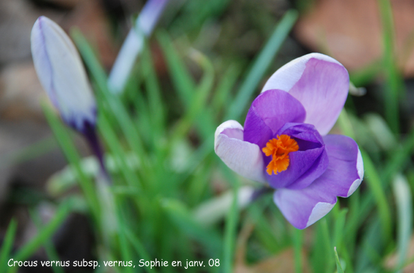 Crocus vernus subsp. vernus