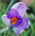 Crocus vernus ssp. vernus