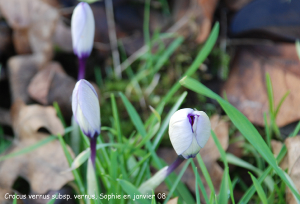 Crocus vernus subsp. vernus