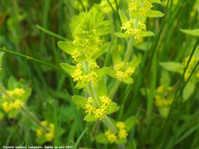 Cruciata laevipes