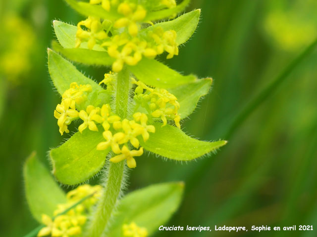 Cruciata laevipes