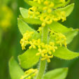 Cruciata laevipes