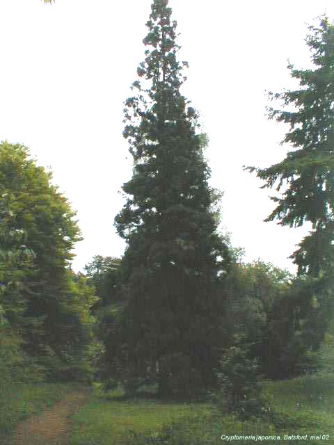 Cryptomeria japonica