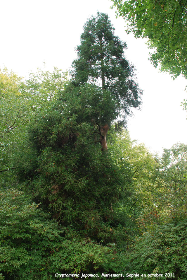 Cryptomeria japonica