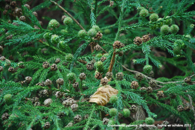 Cryptomeria japonica