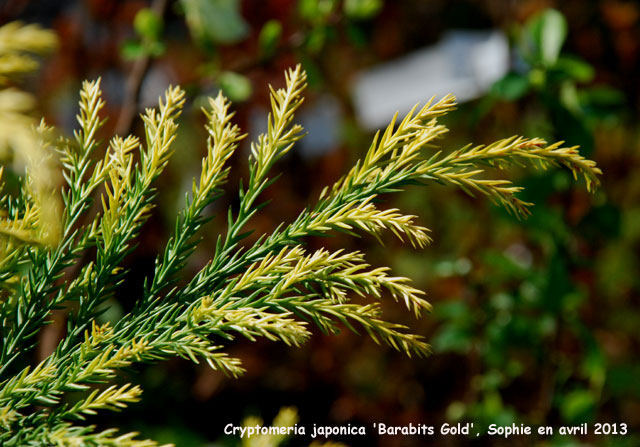 Cryptomeria japonica 'Barabit's Gold'