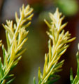 Cryptomeria japonica 'barabit's Gold'