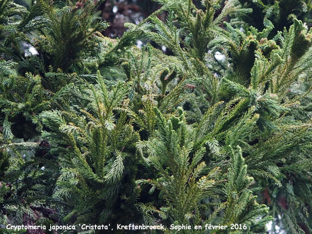 Cryptomeria japonica 'Cristata'