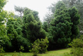 Cryptomeria japonica 'Elegans'