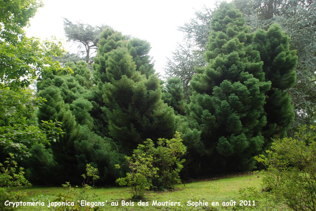 Cryptomeria japonica 'Elegans'