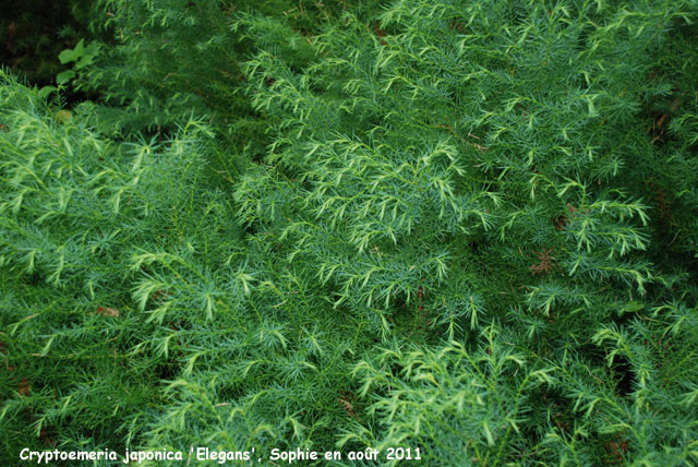 Cryptomeria japonica 'Elegans'