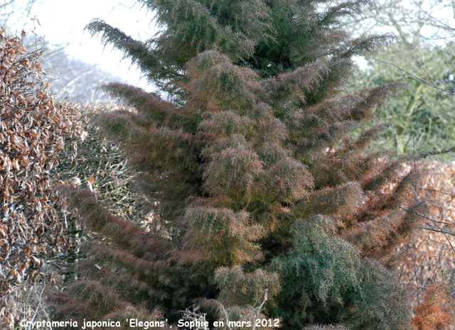 Cryptomeria japonica 'Elegans'