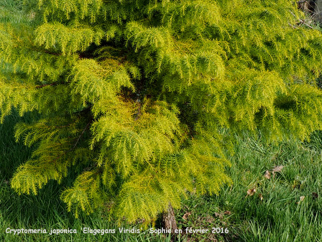 Cryptomeria japoncia 'Elegans Viridis