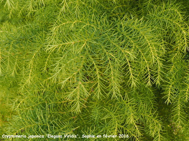 Cryptomeria japoncia 'Elegans Viridis'