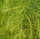 Cryptomeria japonica  'Elegans Viridis'