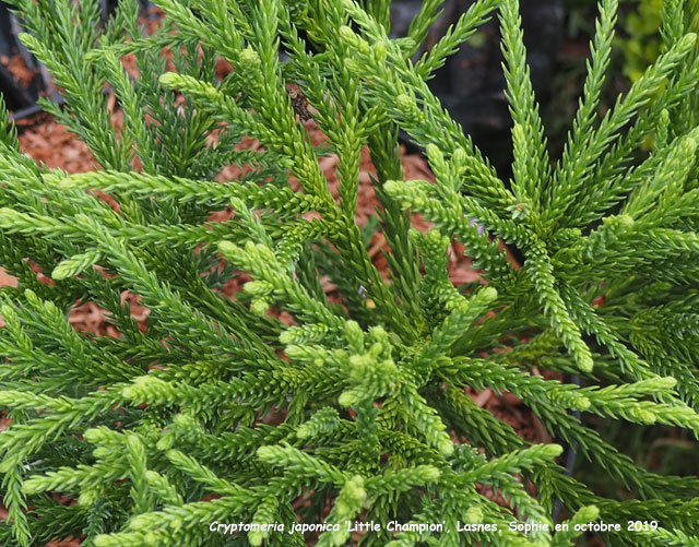 Cryptomeria japonica 'Little Champion'