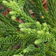Cryptomeria japonica  'Little Champion'