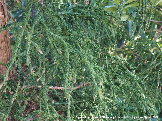 Cryptomeria jponica 'Rasen-sugi'