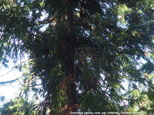 Cryptomeria jponica 'Rasen-sugi'