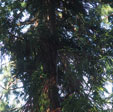 Cryptomeria japonica 'Rasen-sugi'