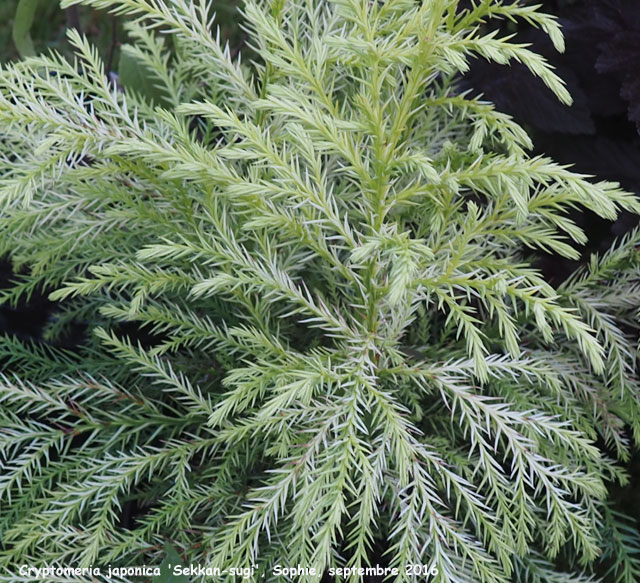 Cryptomeria japonica 'Sekkan-Sugi'